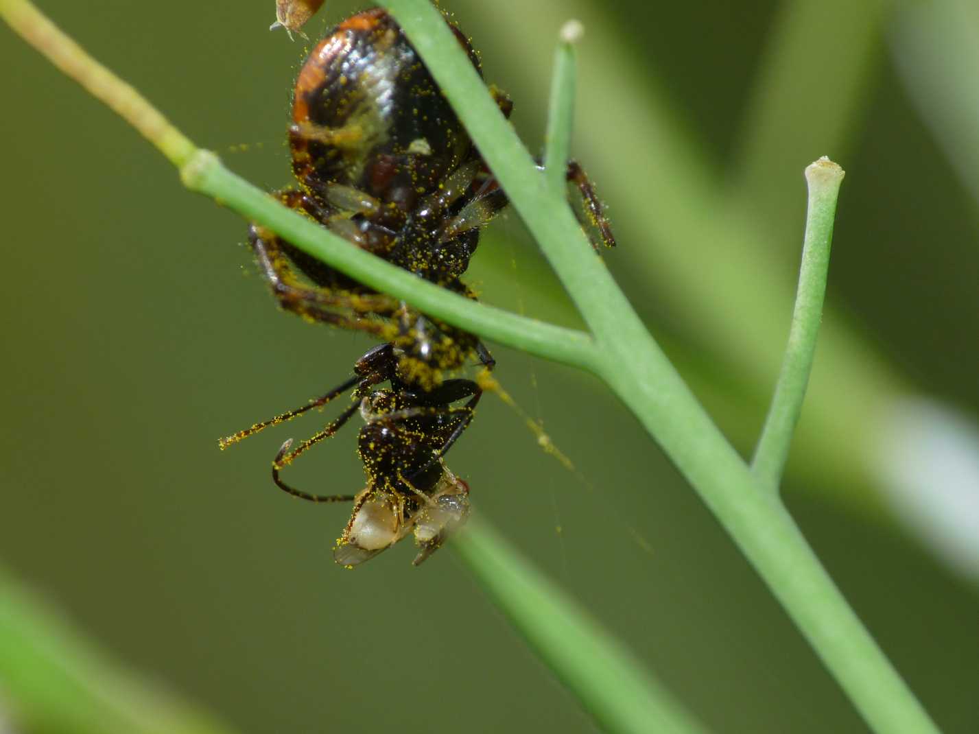 Moschine opportuniste - Milichiidae, Desmometopa sp.